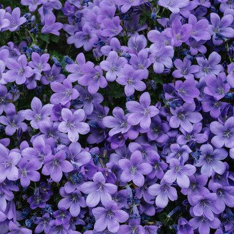 VIOLETS