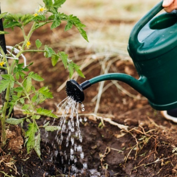 Watering your compost