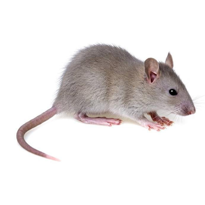Фото крысы на белом фоне