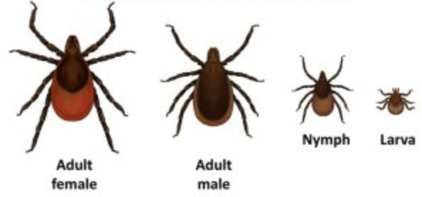 ticks life bug clinic