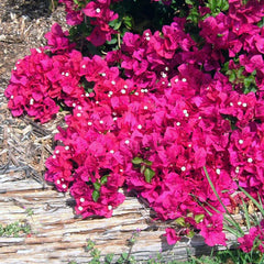 Bambino Bougainvillea