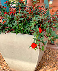 container gardening