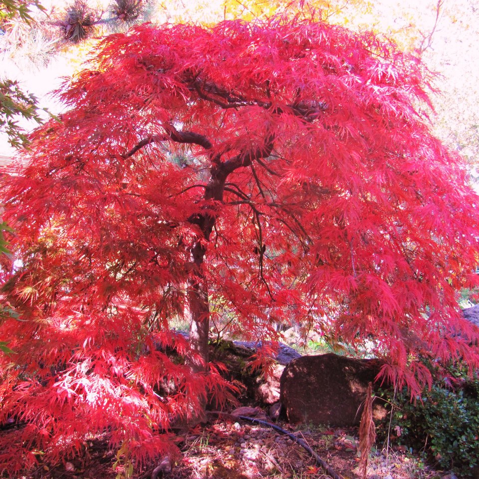 Featured image of post Red Dragon Japanese Maple
