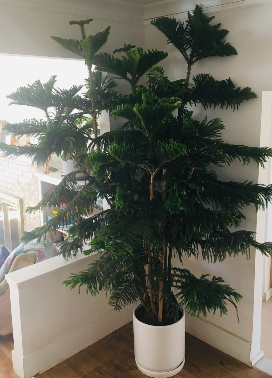 Araucaria Heterophylla Norfolk Island Pine Plant Material
