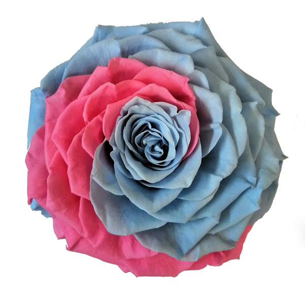 Bicolor Jumbo Preserved Roses | Wholesale preserved Roses