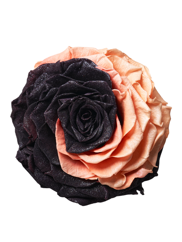 Jumbo rose: Bicolor Jumbo Black and Light Peach Pearl