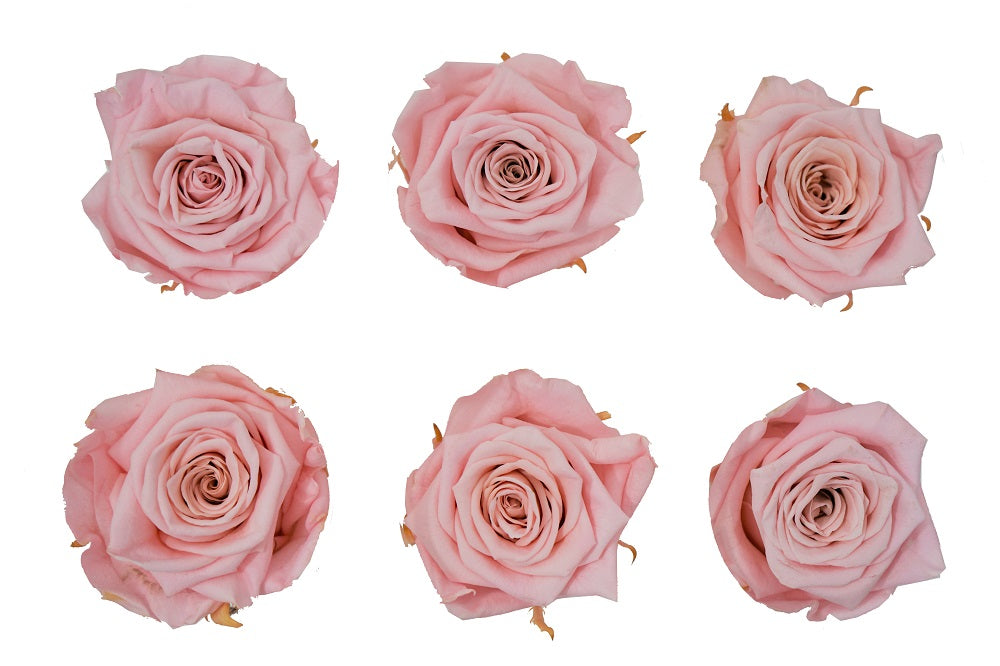 Medium: Blush Pink Preserved Rose * Box of 6 Preserved Rose Heads