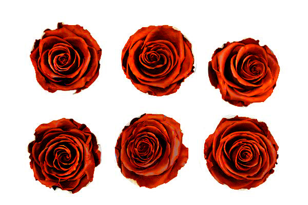 Medium: Dark Orange Metallic  Preserved Rose * Box of 6 Preserved Rose Heads