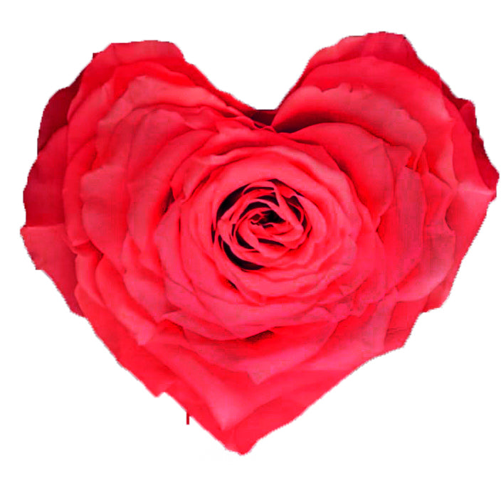 Heart rose: Hot Pink Heart Shape Jumbo Preserved Rose