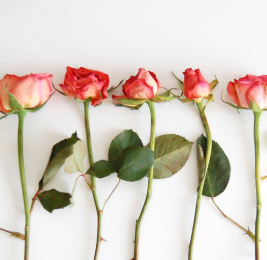 PANACHE Blush Roses Scented Design –