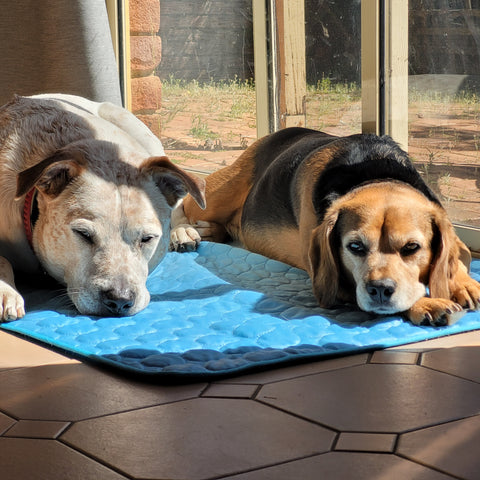 two dogs lying on dog cooling mat inside in sunshine