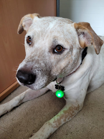 dog wearing green glowing collar pendant dog approved dogapproved.co
