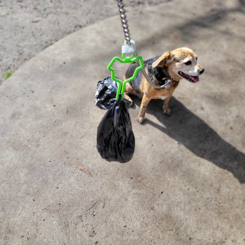 dog poop bag holder attached to leashed small beagle  beaglier