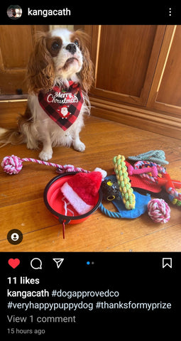 dogapproved.co december '22 giveaway winner king bailey with Christmas Fun Box prize