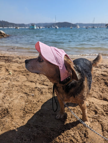 Rocky the beaglier at teh beach wearing a dog baseball cap from dogapproved.co