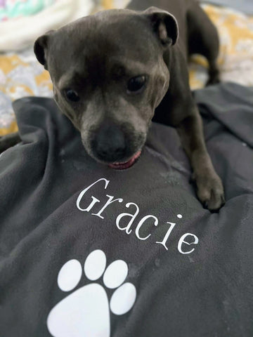 dogapproved.co april 23 giveaway winner Gracie a grey english staffy