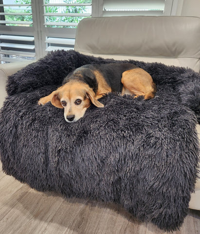 medium sized dog beaglier on grey dog sofa bed from dogapproved.co