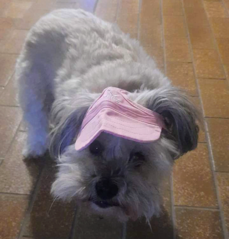 small greay maltese shitzu dog wearing dogapproved.co baseball cap prize