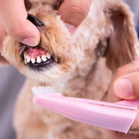 small dog having teeth brushed with a finger dog toothbrush dogapproved.co