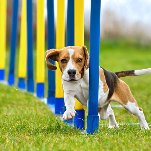 dogapproved.co beagle running through agility polls