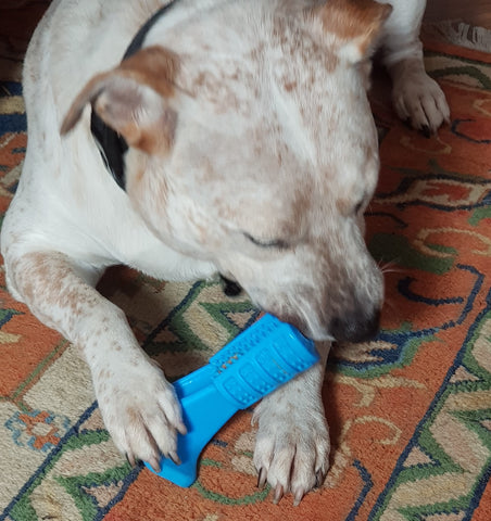 dog chewing on dog toothbrush stick from dogapproved.co