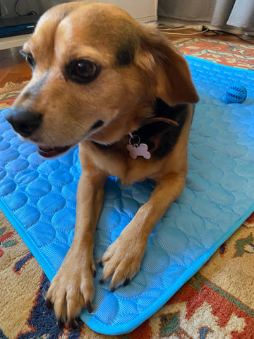 small beagle on dog cooling mat inside dogapproved.co