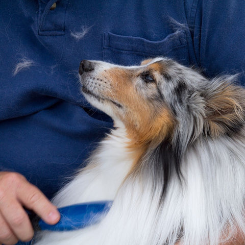 collie dog being combed by owner