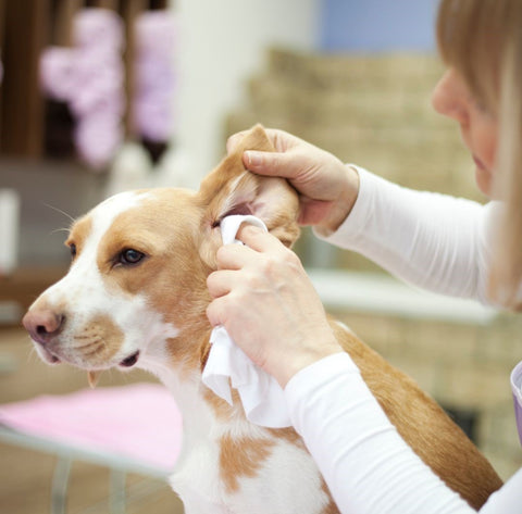 dog having ear cleaned by owner  dog health