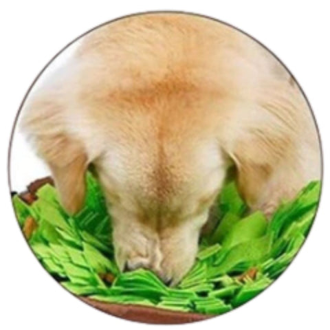 Labrador in green felt snuffle mat retrieving treats