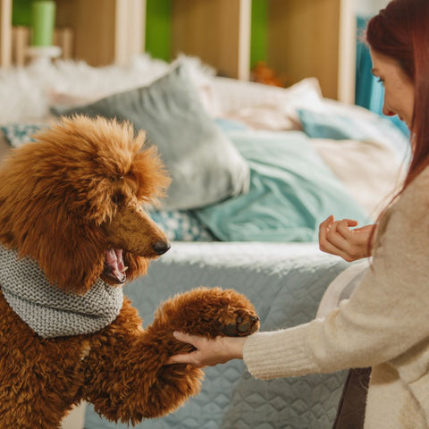 large brown poodle shaking hands with dog owner for a treat dog approved 