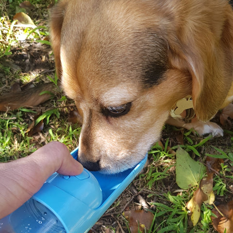 beagle dog drinking from an extendable water bottle from dog approved co on a walk