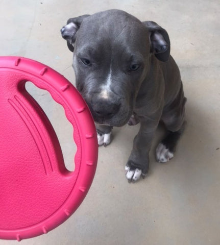 staffy dog pup with handled frisbee from dogapproved.co