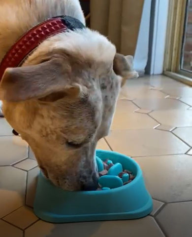 large dog eating food out of slow feed bowl