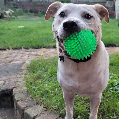 large dog with spikey squeaker ball in mouth. dogapproved.co