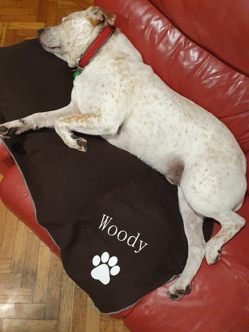 dogapproved.co dog tester woody sleeping on personalised blanket protecting lounge chair