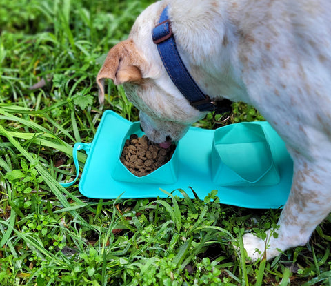 dogapproved.co head tester woody eating kibble from roll up dog bowl on long wet grass