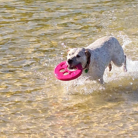 dogapproved.co woody the dog product tester retrieving a dog floating handled frisbee