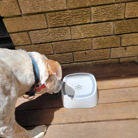 woody the dogapproved.co product tester drinking from the non-splash water bowl outside on a wooden deck