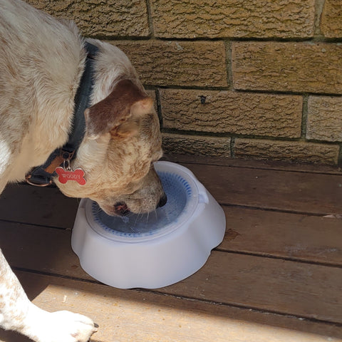 woody head dog product tester for dogapproved.co drinking from a frosty bowl on a hot day outside on a wooden deck