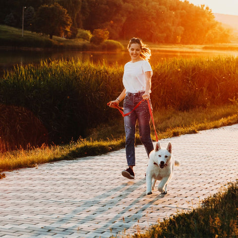 young woman restraining white dog on a leash at sunset