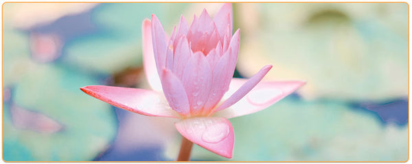 Fleur de lotus rose en gros plan Kaosix