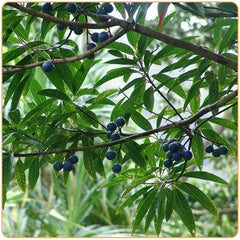 Graines bleus sur les branches d'un arbre Rudraksha Kaosix