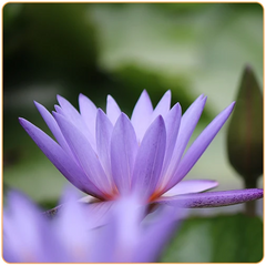 Découvrez la signification des Fleurs de Lotus - Florajet