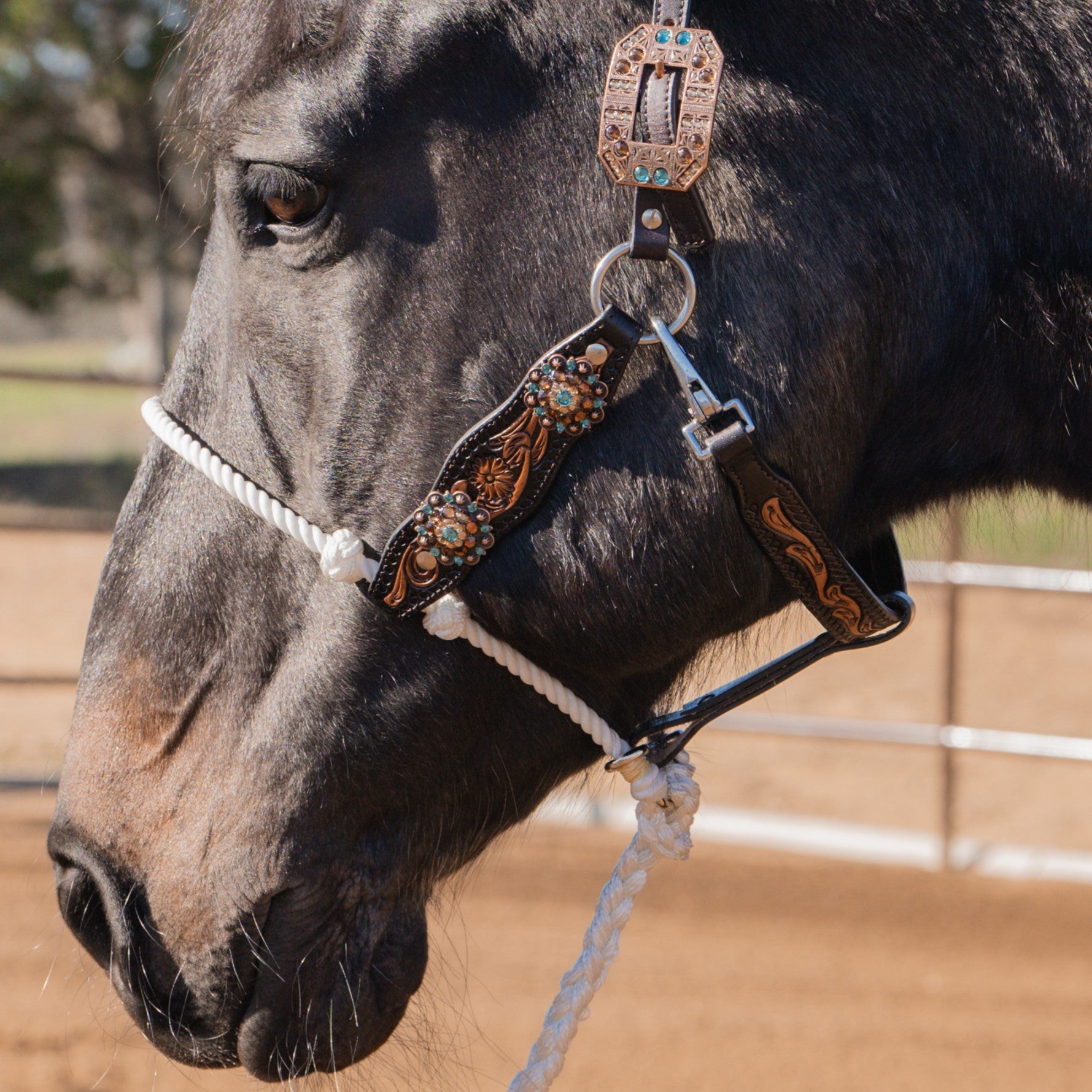 Tooled Leather Horse Noseband / Western Floral Halter / Leather Noseband  With Conchos / Rodeo Bronc Band -  Canada