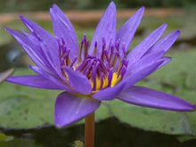 Load image into Gallery viewer, Nymphaea King of Siam Blue Purple Tropical Water Lily Tuber Live Pond Plant Bulb