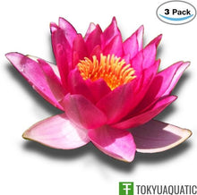 Load image into Gallery viewer, Nymphaea Gloriosa Red Hardy Water Lily Tuber Live Pond Plant Fresh Koi Not Seed
