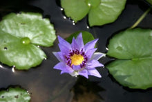 Load image into Gallery viewer, Nymphaea Colorata Purple Tropical Water Lily Tuber Live Pond Plant Flower Garden