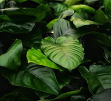 Load image into Gallery viewer, Anubias Barteri Broad Leaf XXL Mother Potted Tropical Live Aquarium Plants Decorations Tank