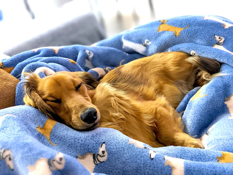Dachshund having a snooze at doggy day care