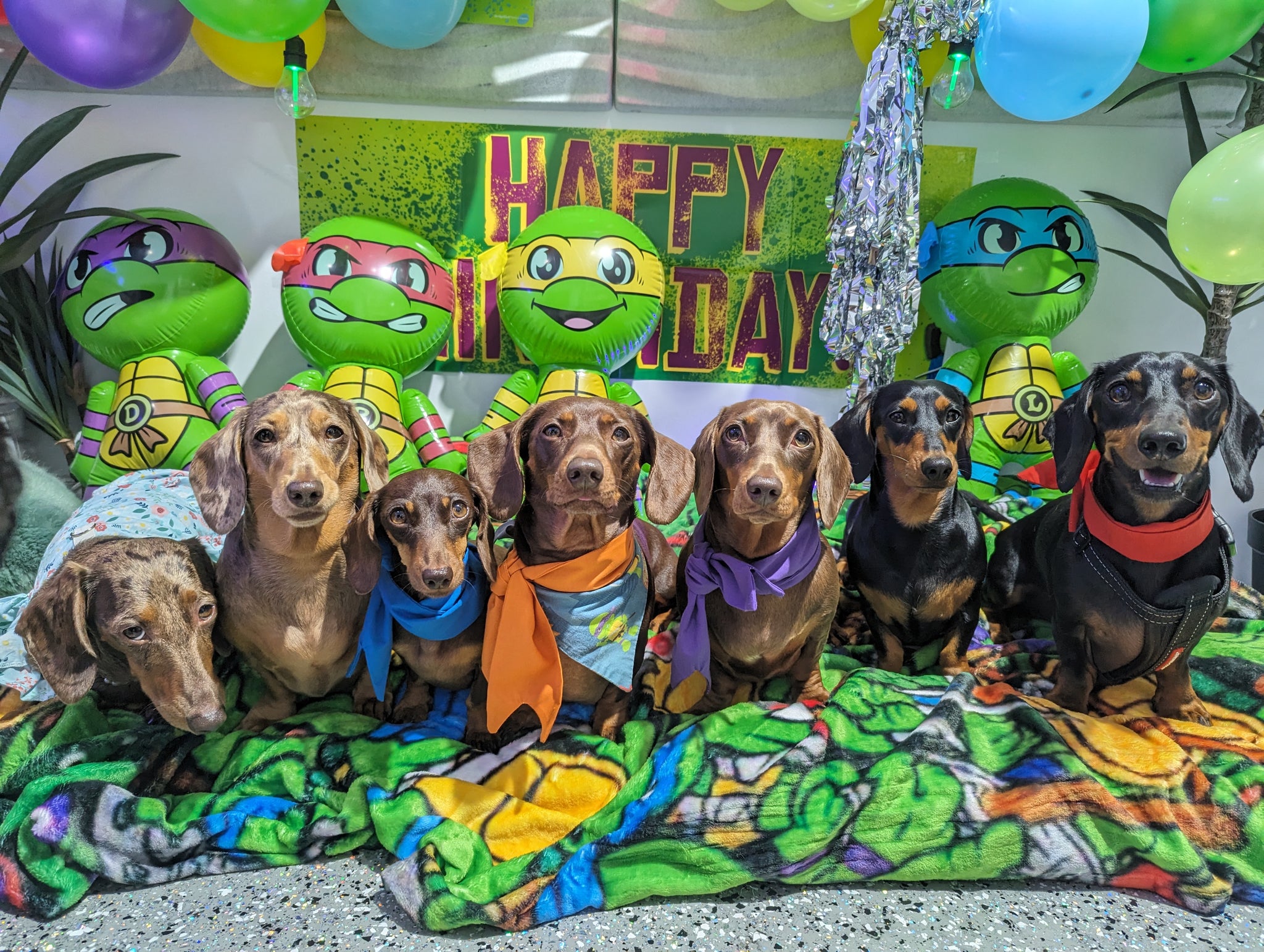 Dog party ninja turtles Dachshund